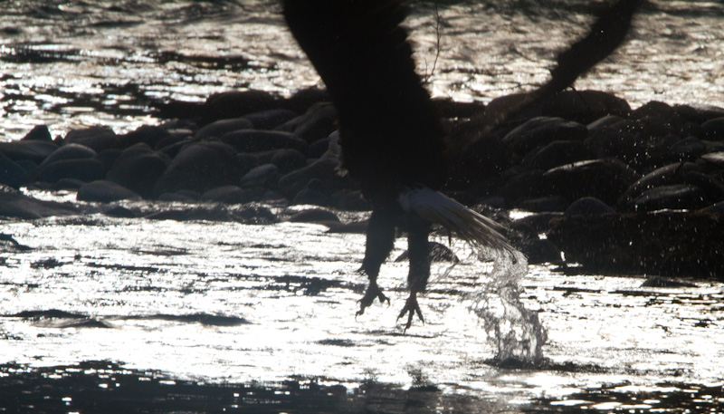 Bald Eagle Taking Flight